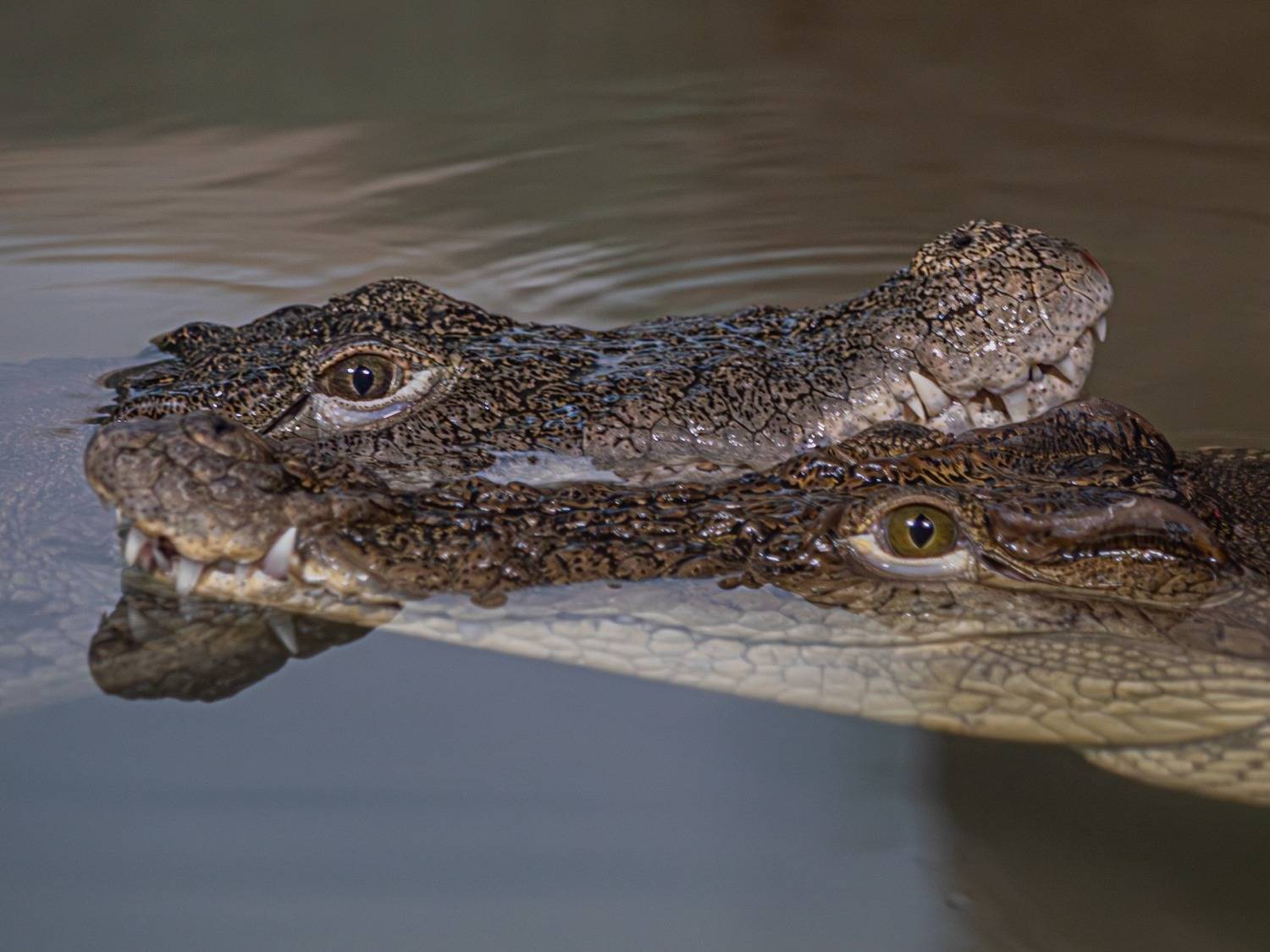 , Михаил Измайлов