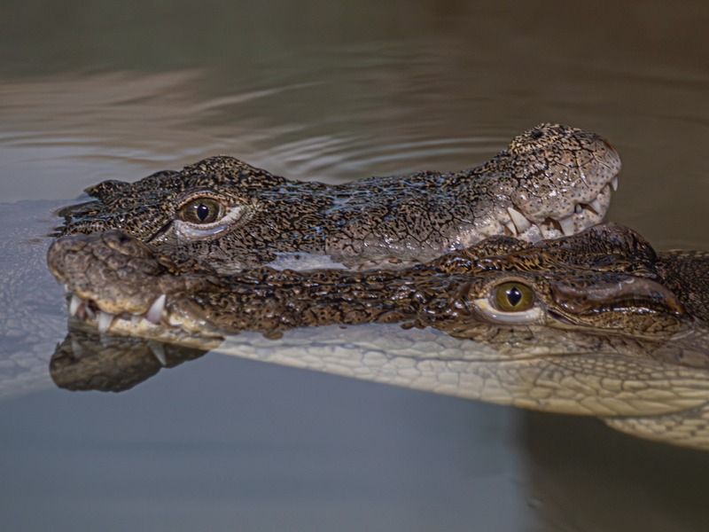 Нильские крокодилы фото превью