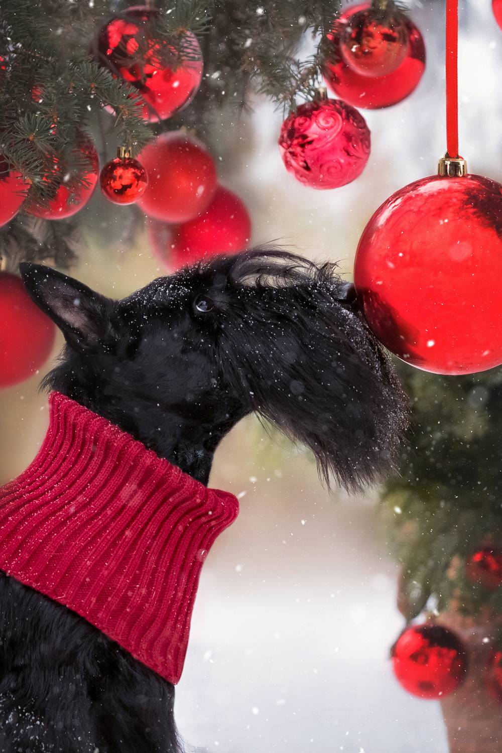 новый год, собака, Наталья Степанова