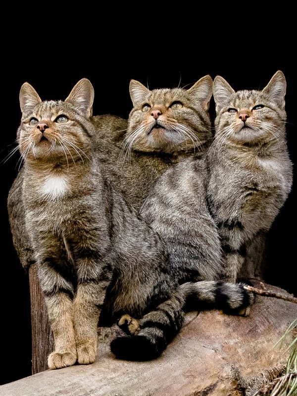 Кошки фото превью