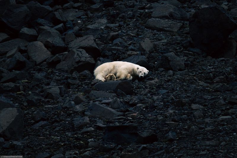 Хозяин Арктики на отдыхе | A polar bear is resting фото превью