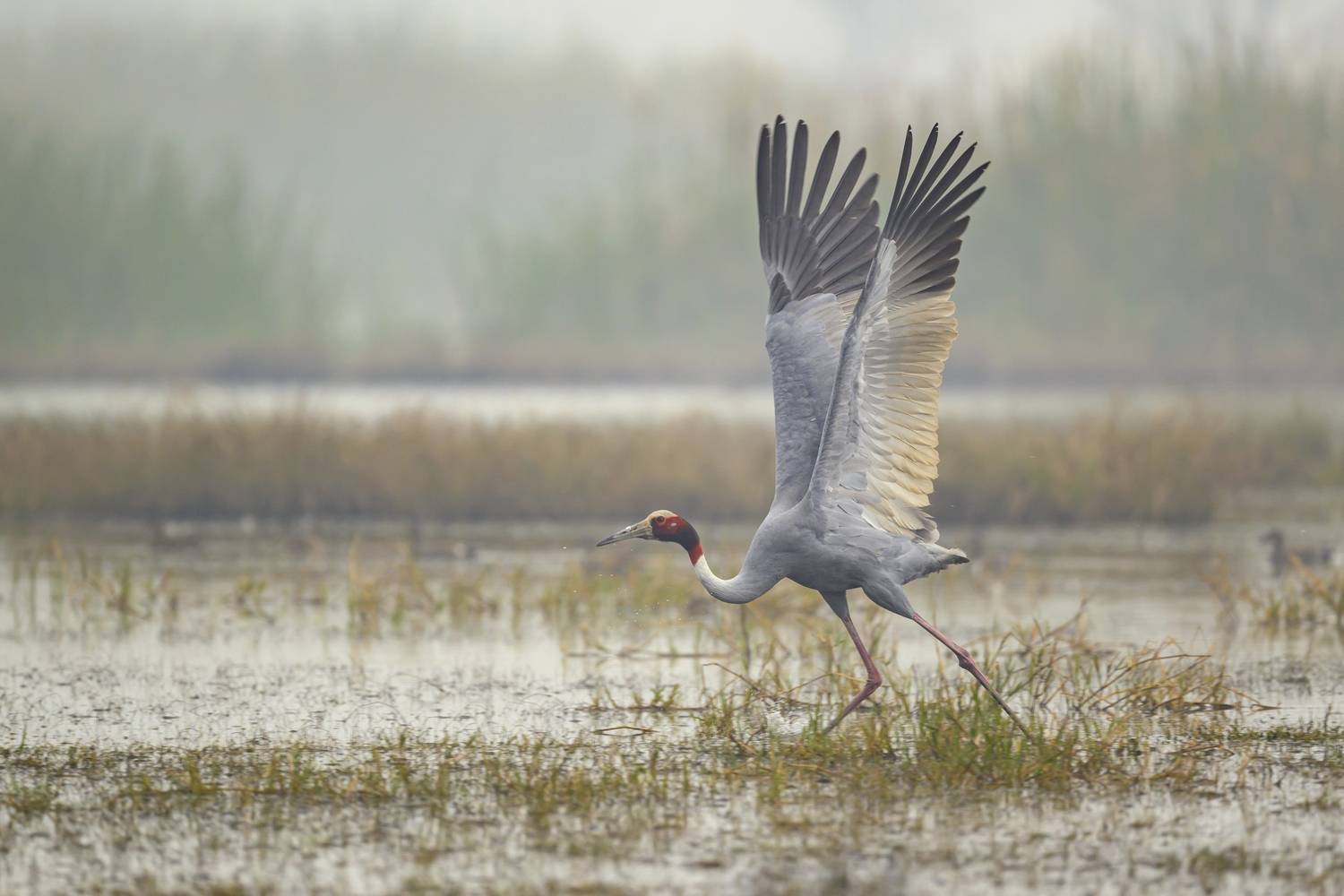 , Пупонин Сергей