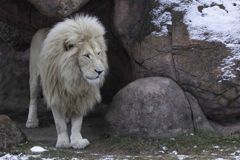 White lion фото превью