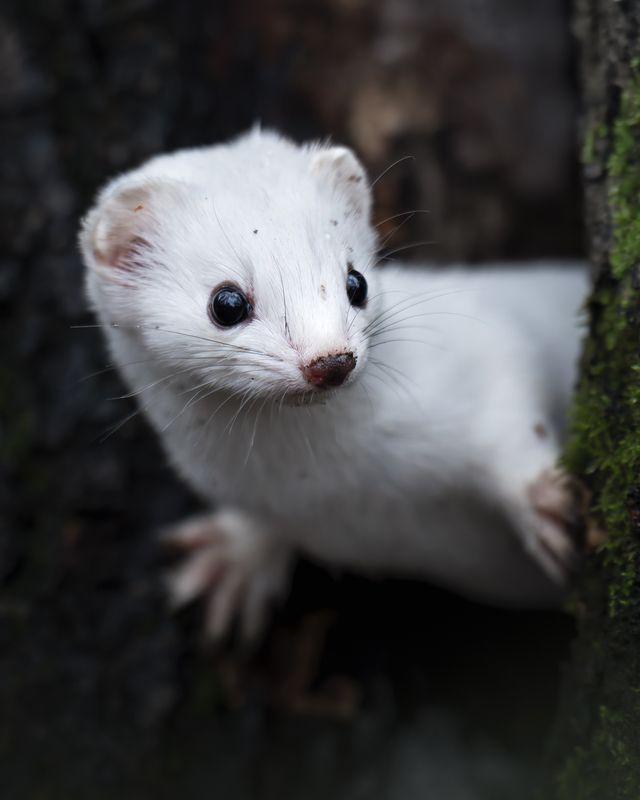 Обыкновенная ласка (Mustela nivalis)  фото превью