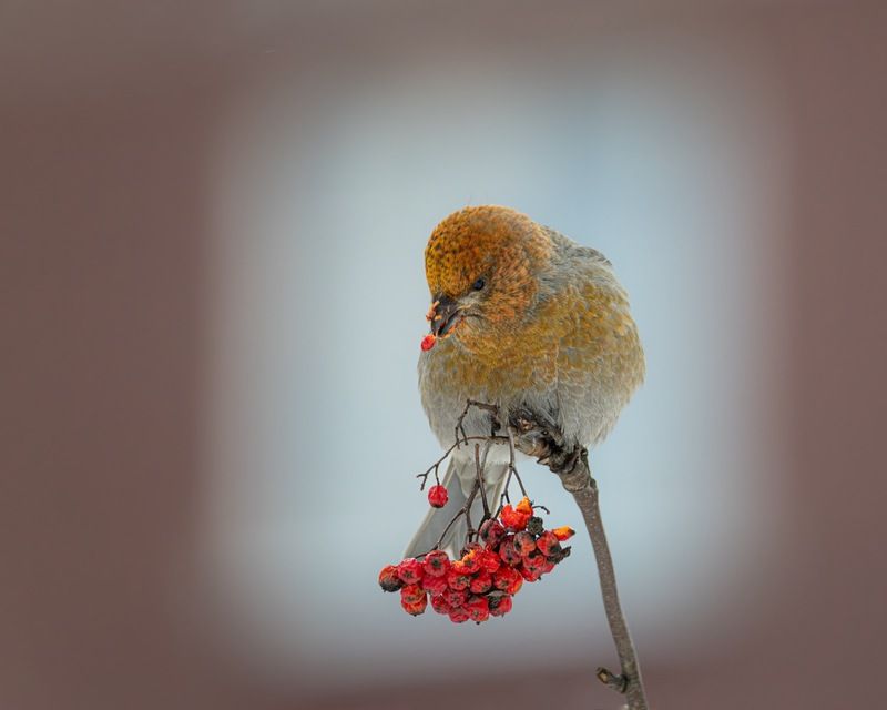 щур, птицы  фото превью