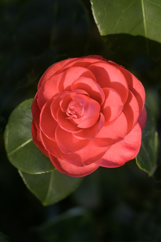 Camelia фото превью