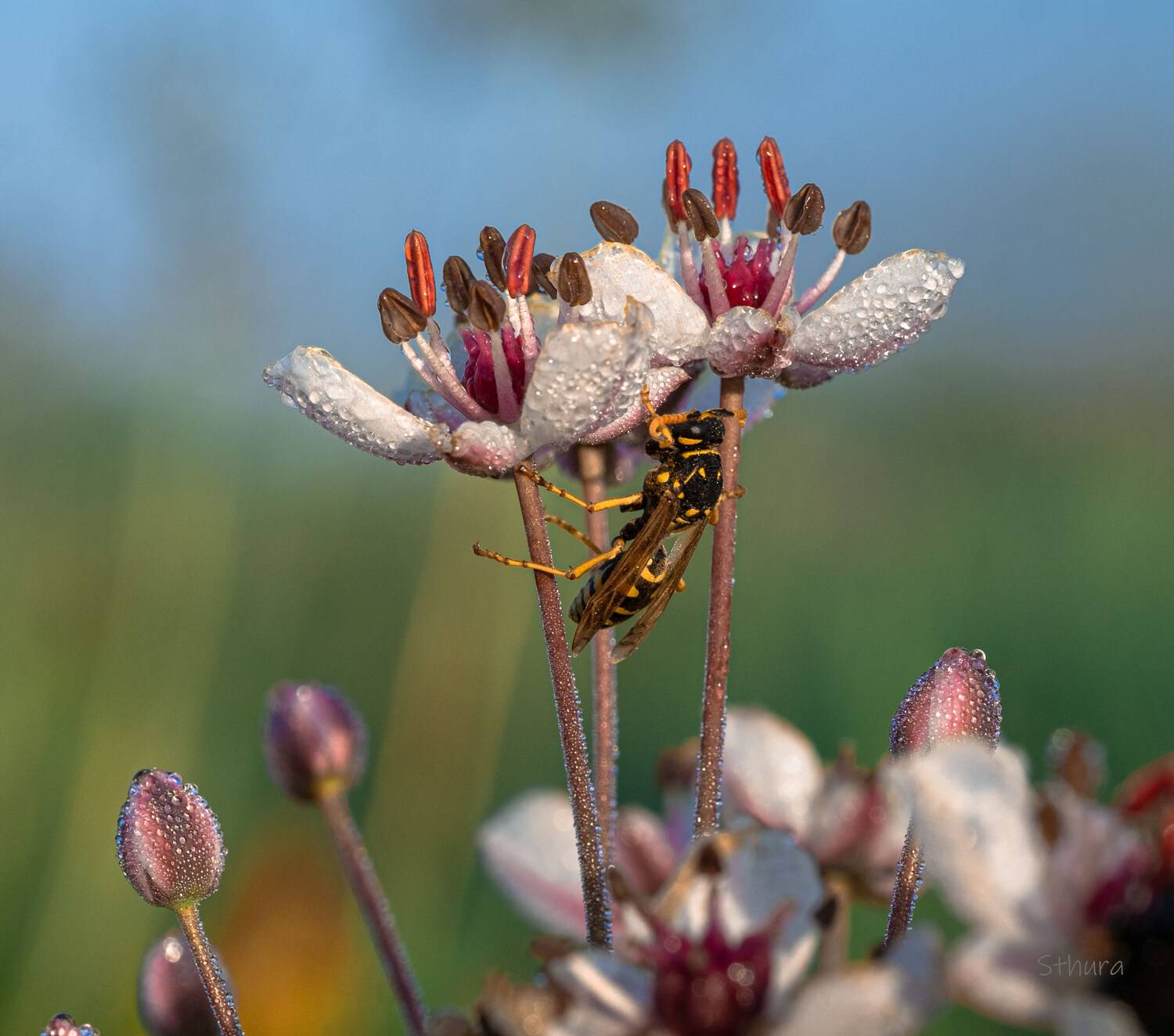 цветы роса оса природа, Александр Строков