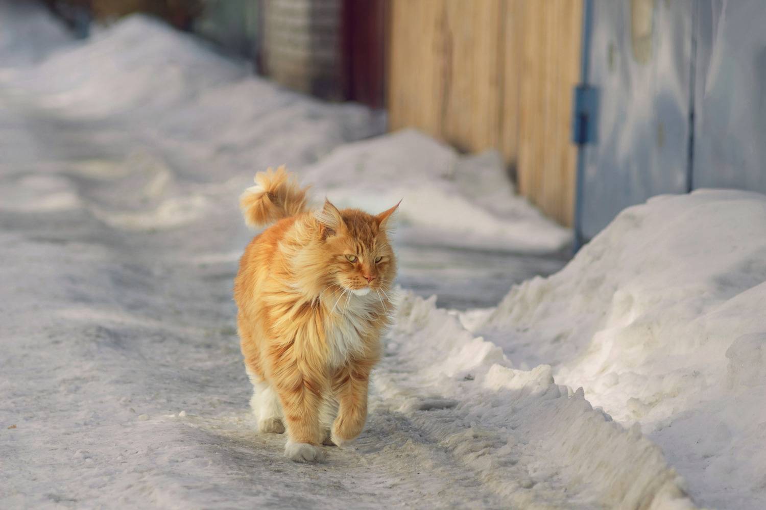 мейн-кун., Александр Канцур