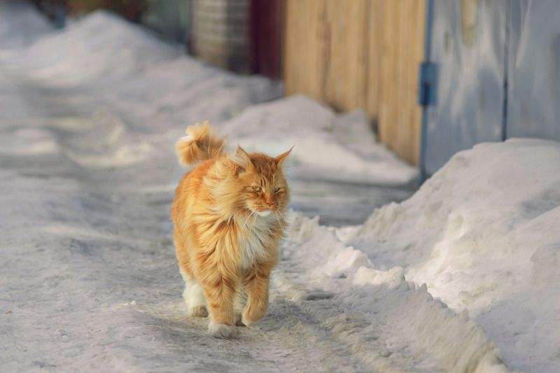 мейн-кун. Приближается фото превью
