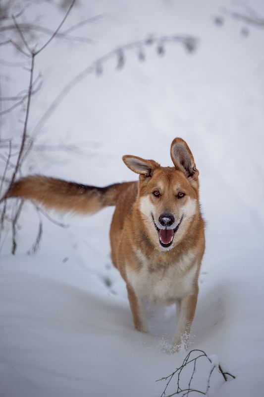 Наян фото превью