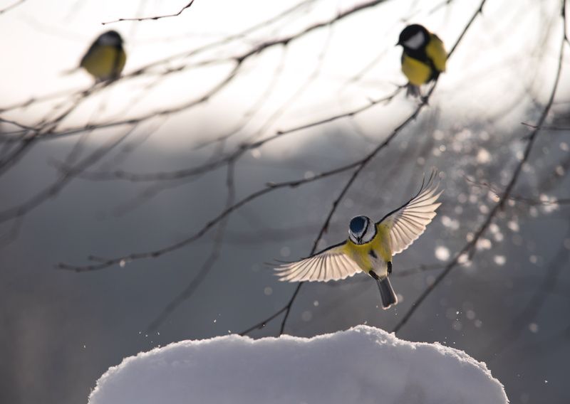 *** фото превью