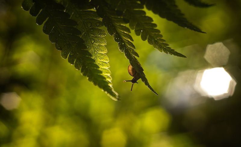 ... фото превью