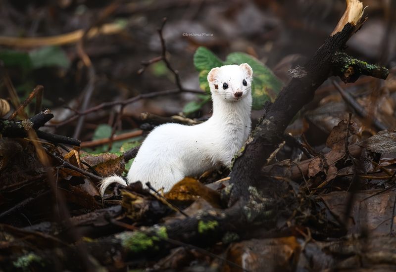 Ласка Ласочка фото превью