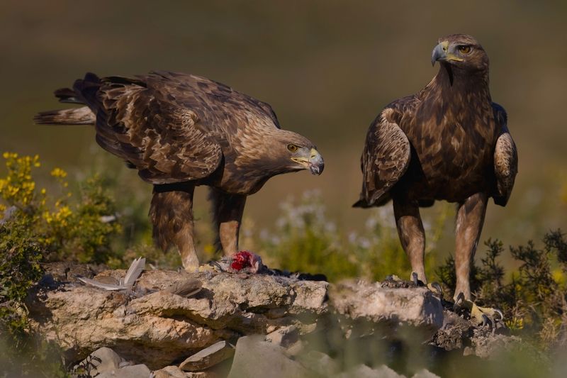 Golden Eagles фото превью