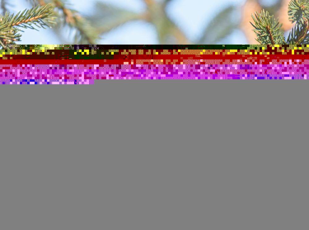 клёст - еловик