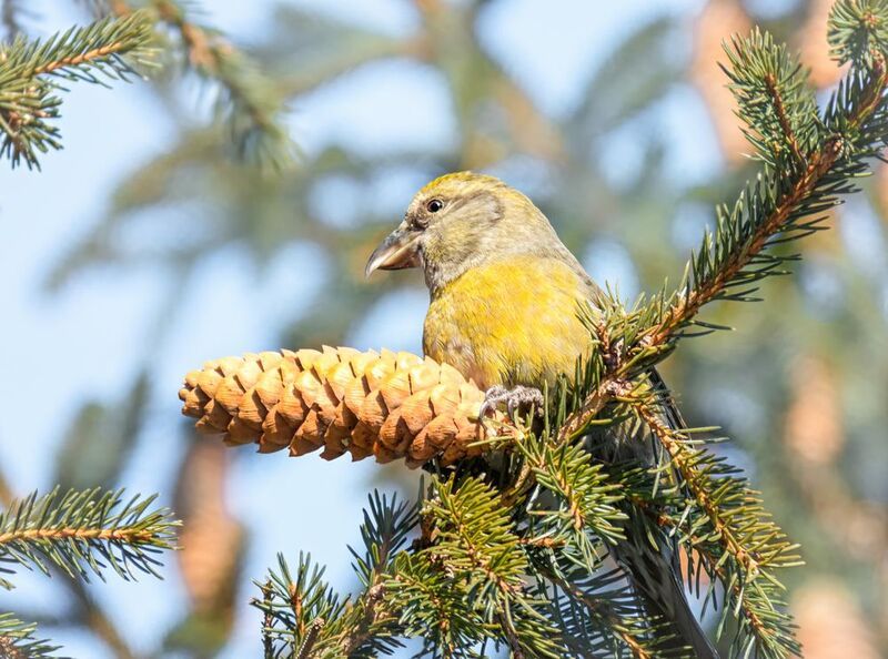 птица, клёст, еловик, клёст - еловик фото превью