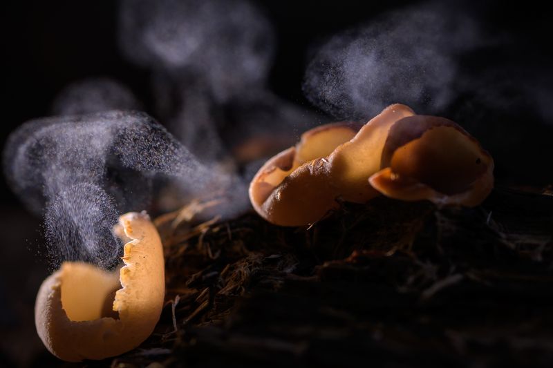 Пыхтение фото превью