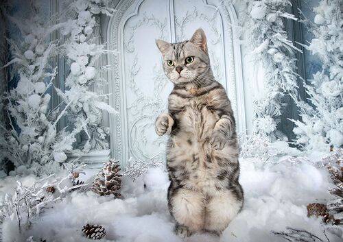Happy New Year! Котики к Праздникам! С Новым Годом!