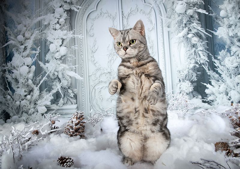 праздник,новый год, сat, кошка, животные, кошки,  новый год, американский короткошерстный кот, american shorthair cat, матильда, ragdoll cat Happy New Year! Котики к Праздникам! С Новым Годом! фото превью