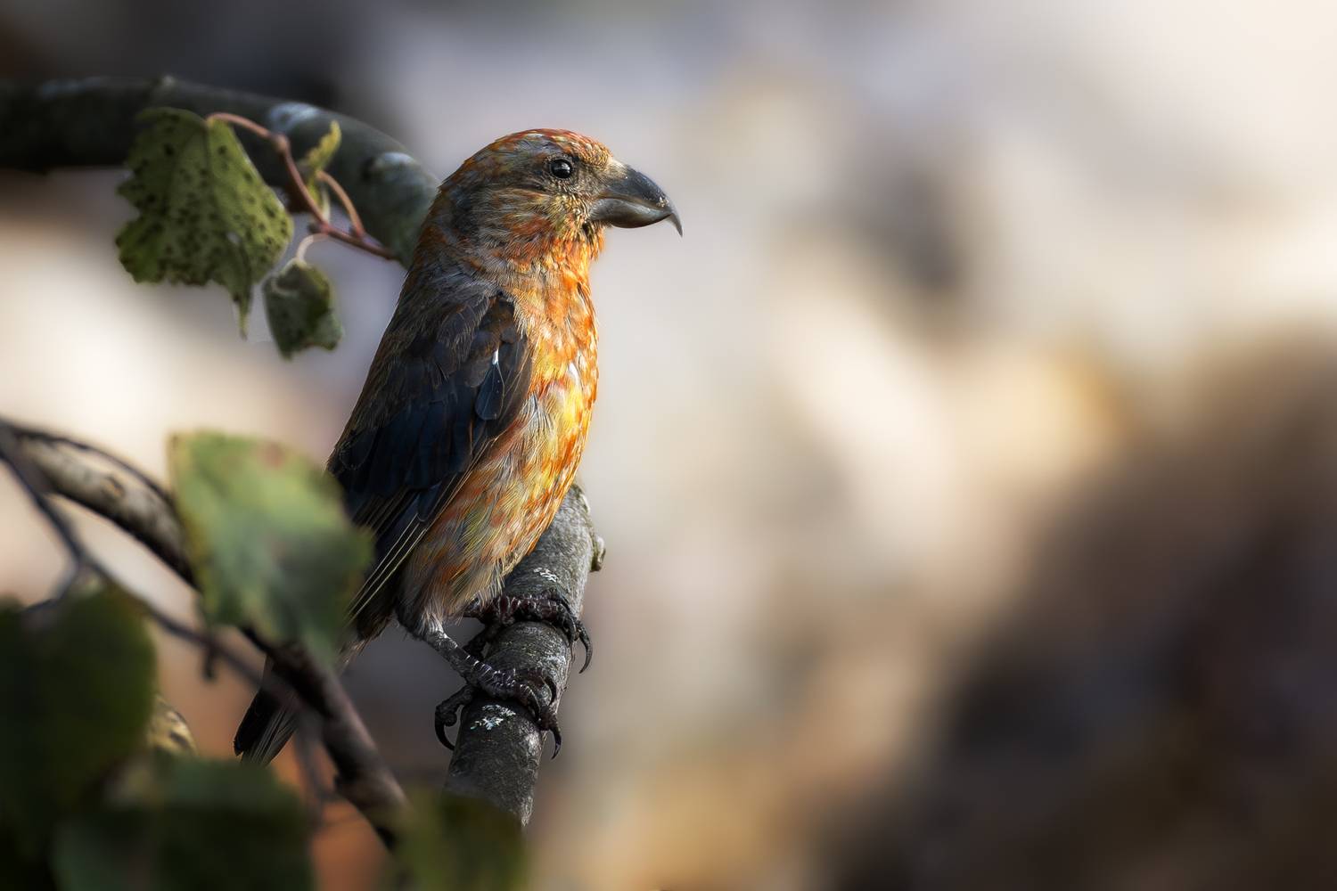 wildlife, birdwatching, nature, bird photography, птица, фотоохота, природа, клест, клест-еловик, Полина Шальнева