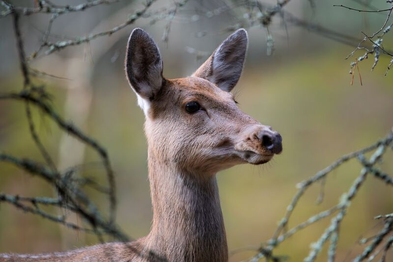 олень, пятнистый олень, В рамке из веток фото превью