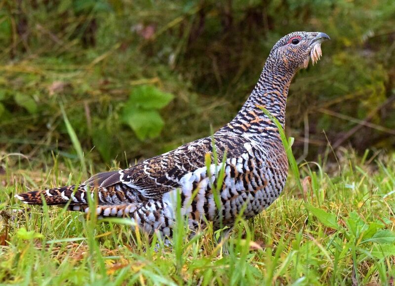 капалуха, самка глухаря Таежная курочка фото превью