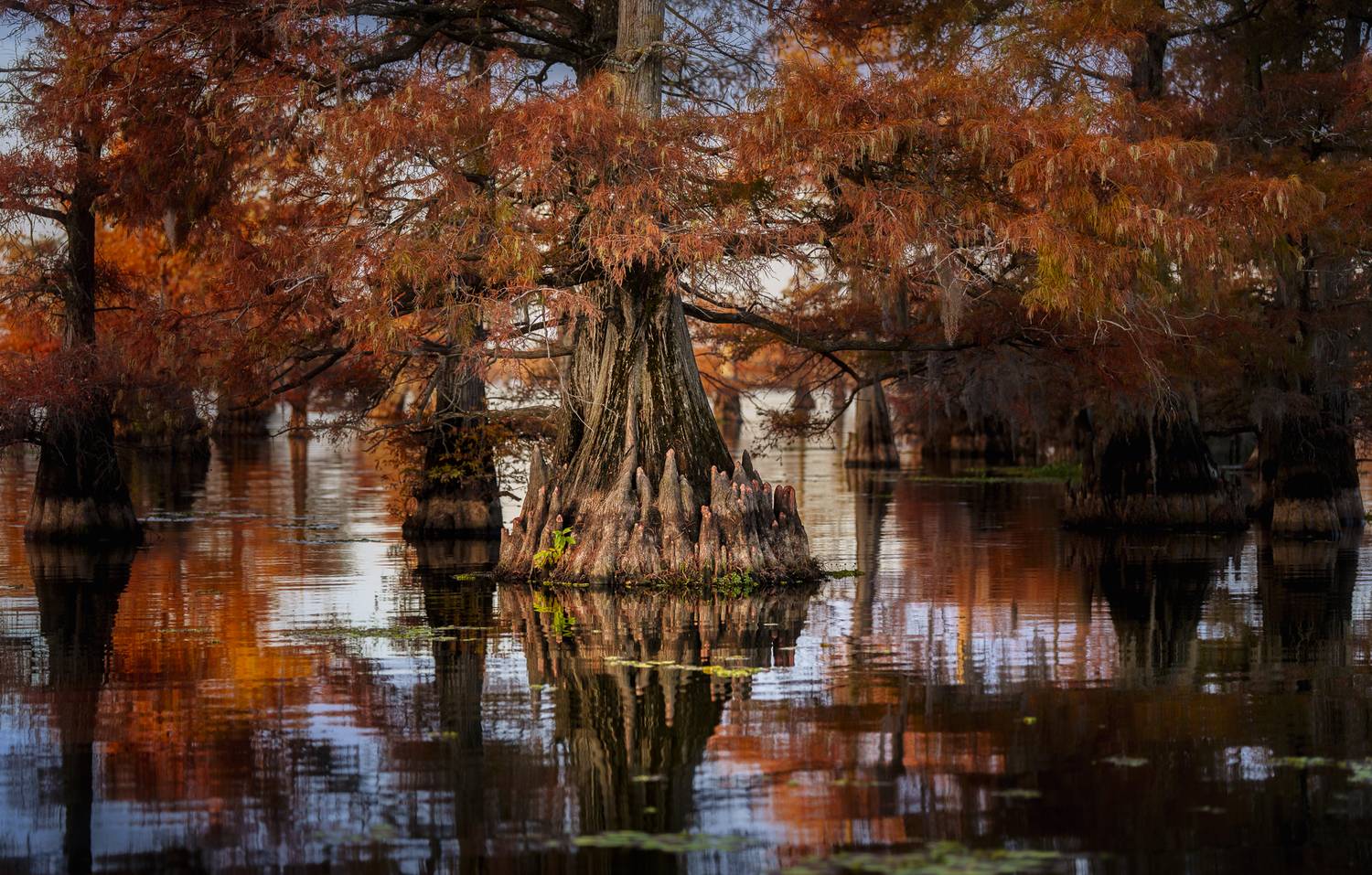 cypress, knees, Angie Birmingham