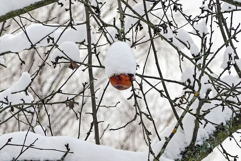 Позабытое с прошлого года фото превью