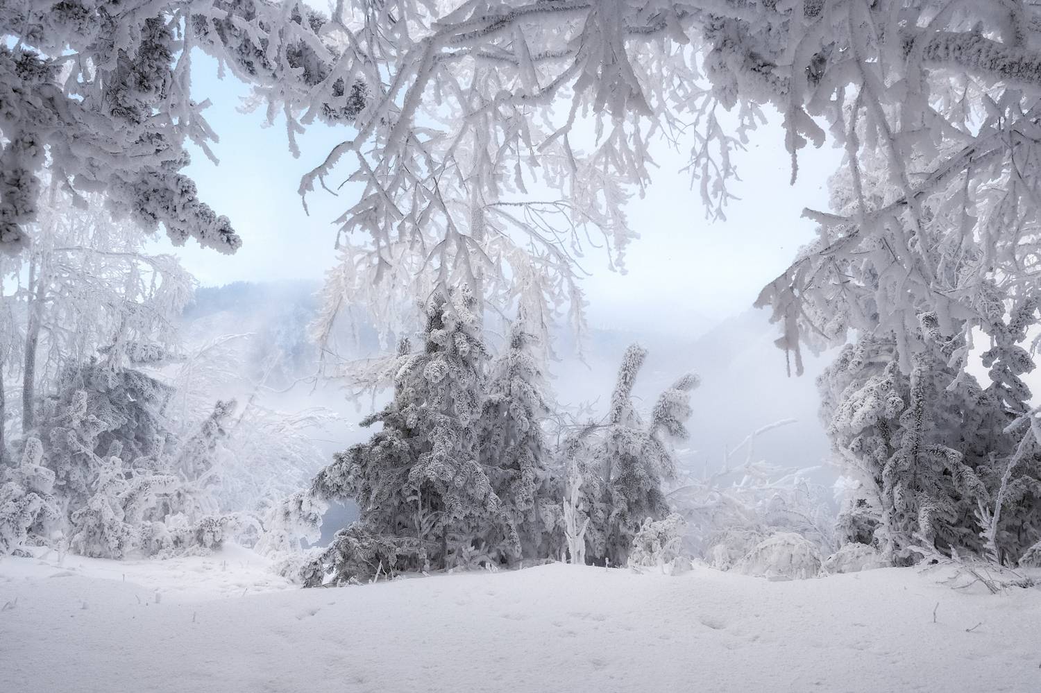 зима, мороз, иней, сибирь, енисей, ели, Марина Фомина