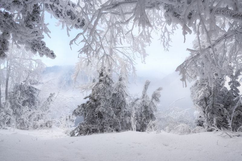 зима, мороз, иней, сибирь, енисей, ели Сказка зимнего леса фото превью