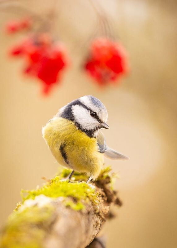 Titmouse фото превью
