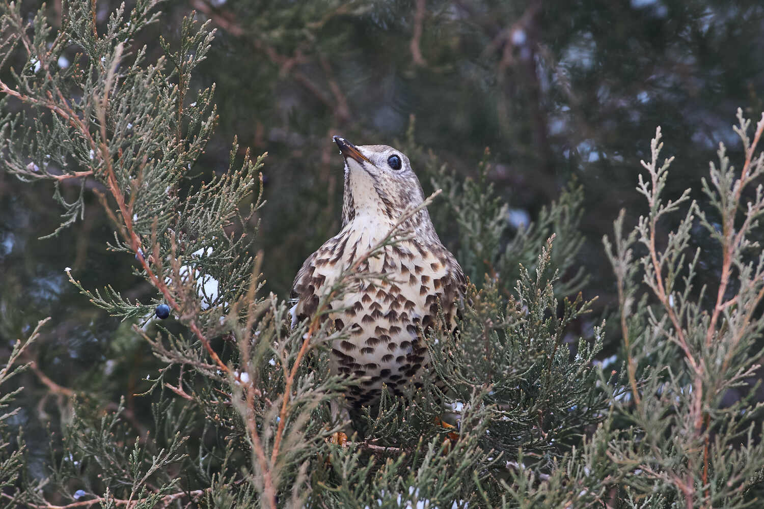 деряба, птицы, волгоград, , Павел Сторчилов