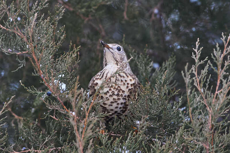 деряба, птицы, волгоград,  Деряба фото превью