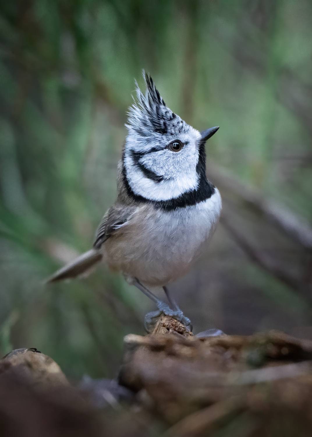 , Проценко Татьяна