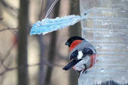 Снегирь (Pyrrhula pyrrhula)