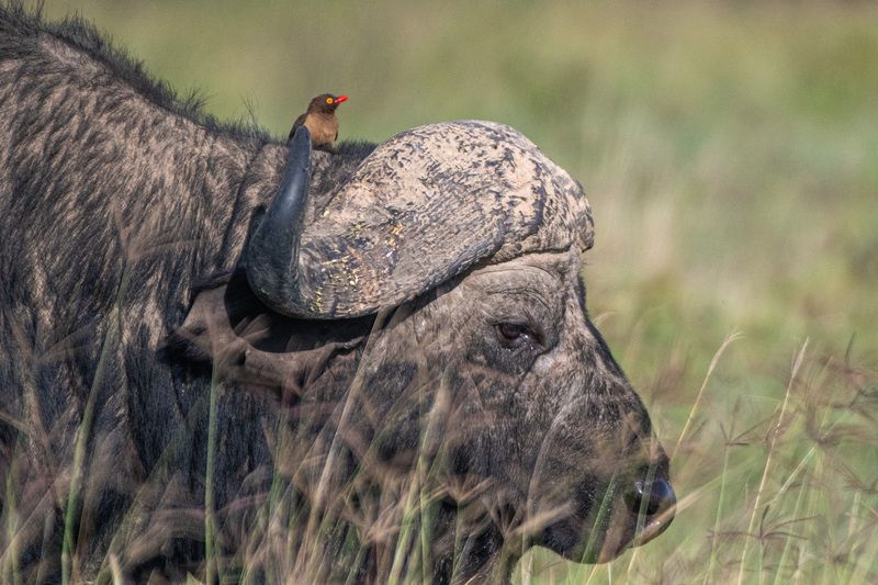 Буйвол с птичкой. фото превью