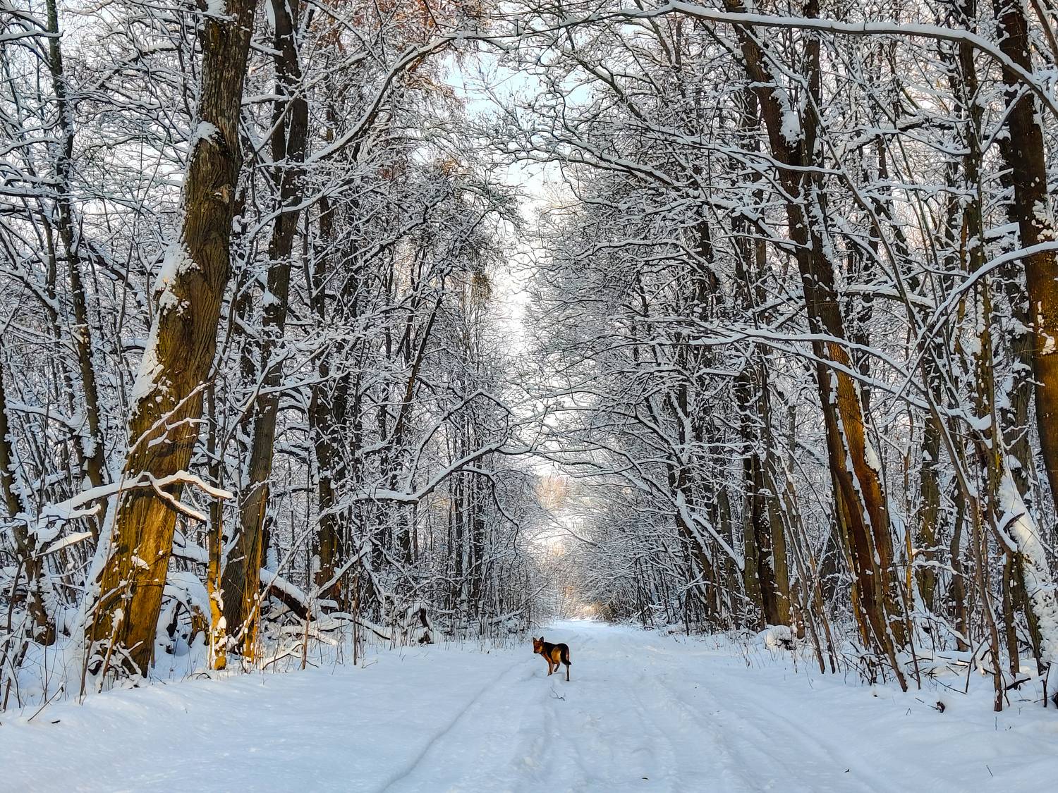 , Кондрашова Светлана
