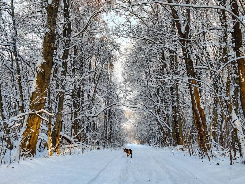 фото превью