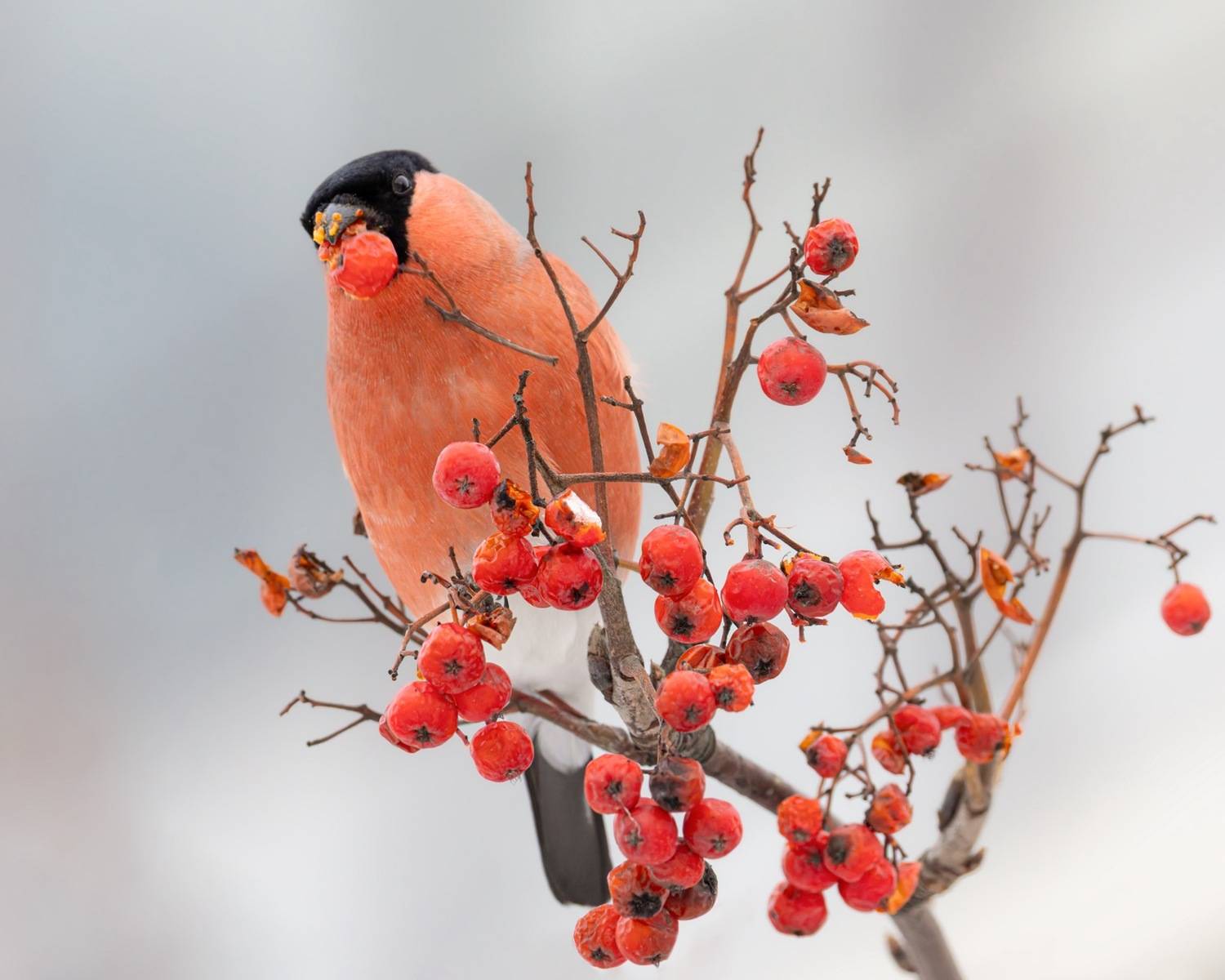 снегирь, рябина, птицы, Ruslan Pl