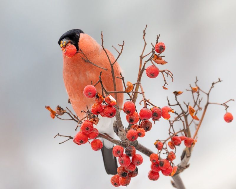 снегирь, рябина, птицы  фото превью