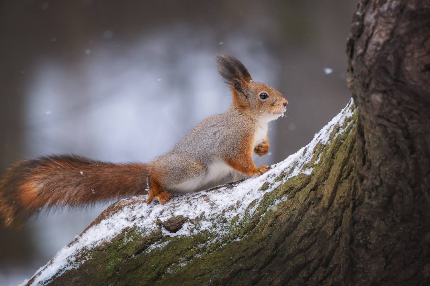 animal, nature, rodent, mammal, cute, outdoors, forest, fur, snow, winter, squirrel, белка, зима, природа, животные, Андрей
