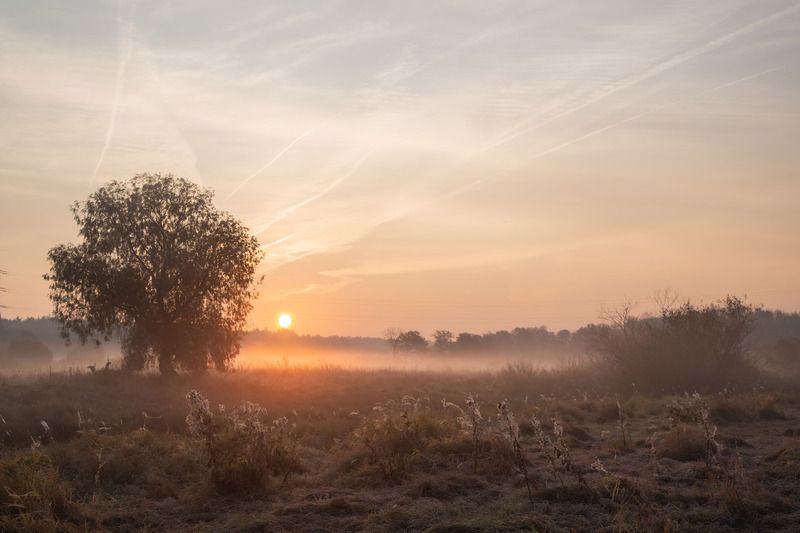 Владимир, город Владимир, природа Владимира, Владимирская область, туман Рассвет фото превью