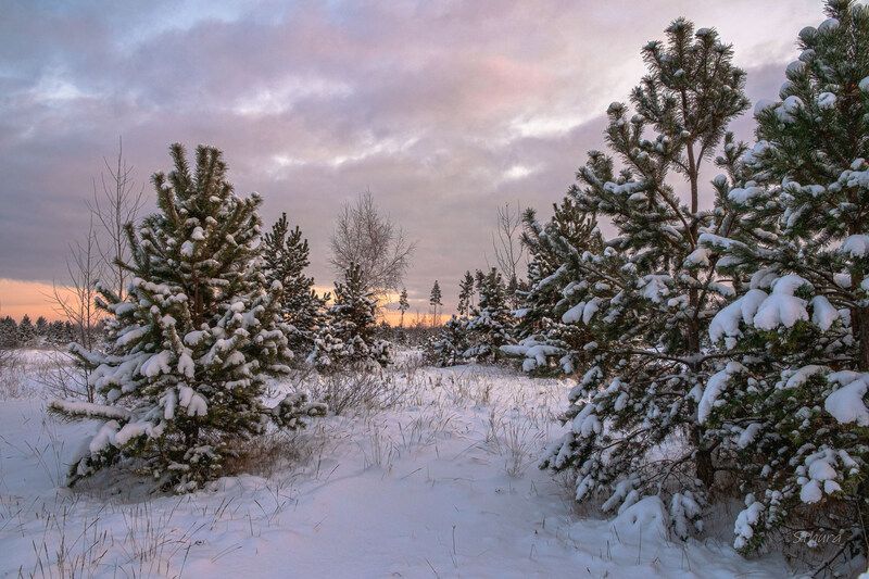 зима лес рассвет природа пейзаж В зимнем лесу. фото превью