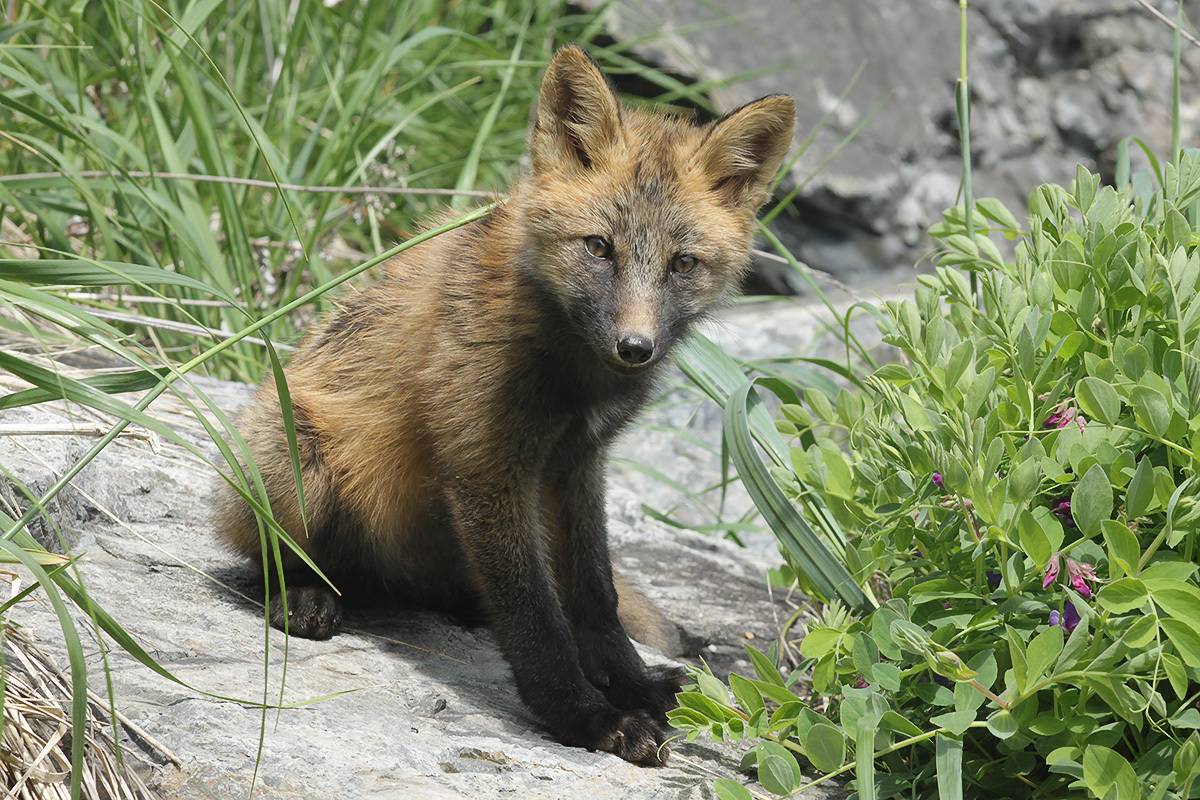 лиса, Валерий Платонов
