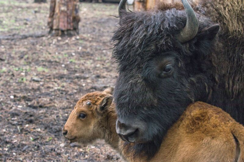 Лесные бизоны фото превью