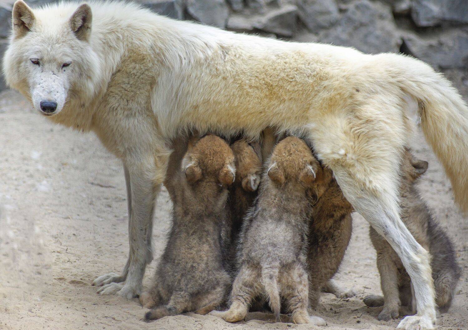 , Михаил Измайлов