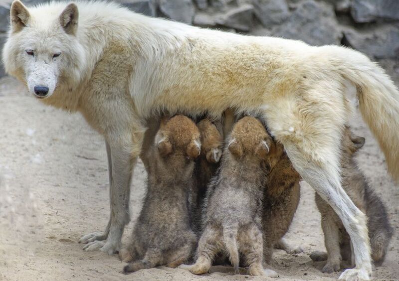 Волки фото превью