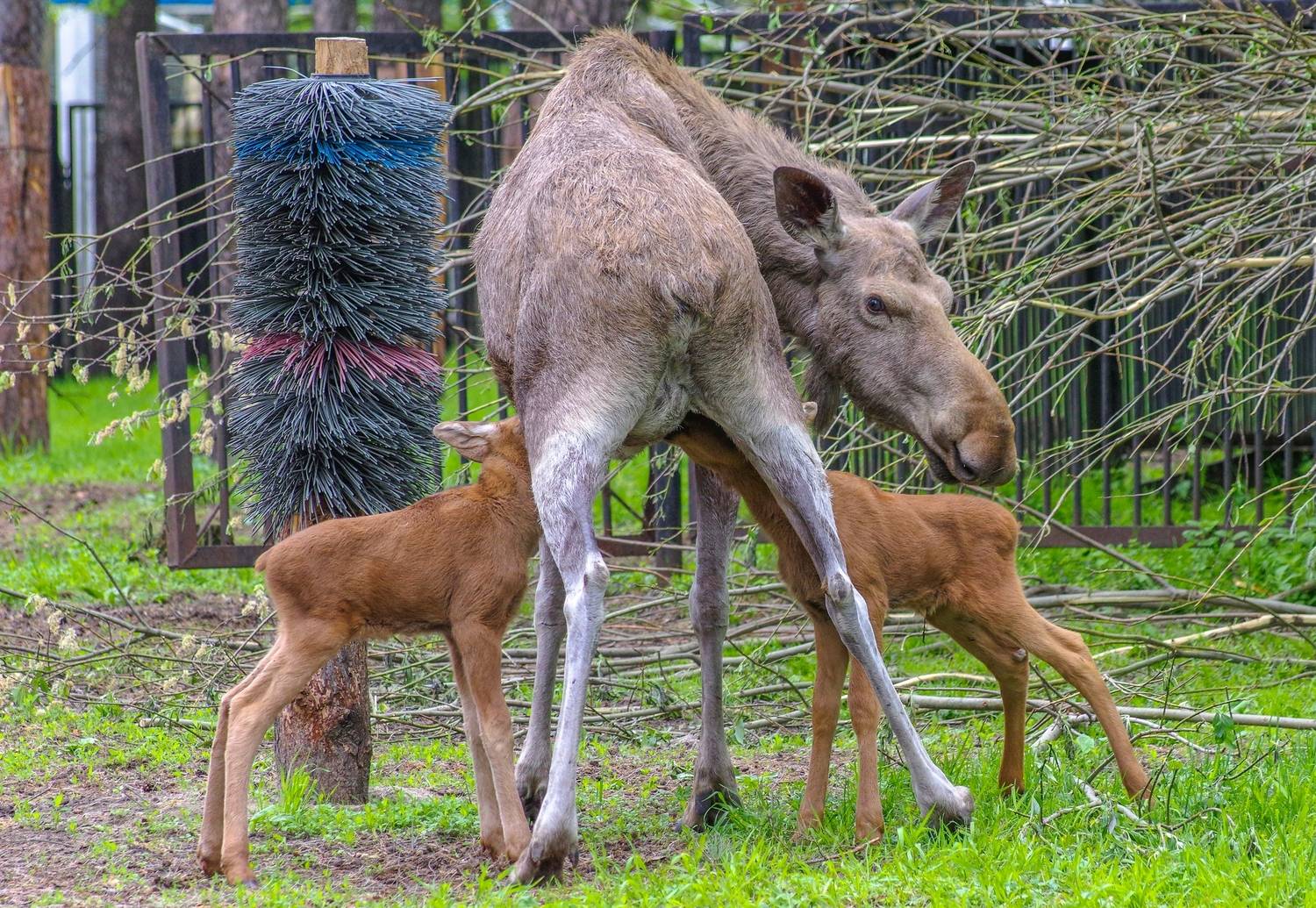 , Михаил Измайлов