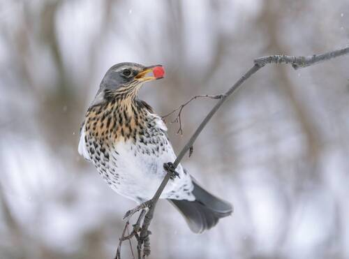 Дрозд рябинник
