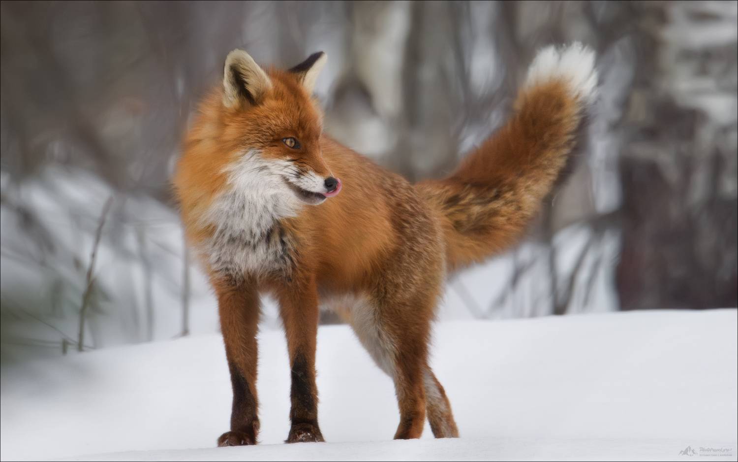 лис, лиса, fox, заказник красный бор, красный бор, фототур в красный бор, беларусь, фототуры 2026, Влад Соколовский